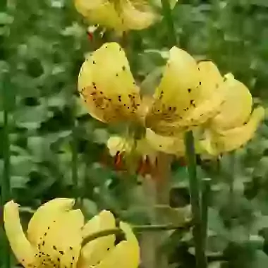 Golden Morning